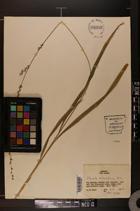 Chasmanthium sessiliflorum image