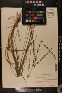 Chasmanthium sessiliflorum image