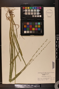 Chasmanthium sessiliflorum image