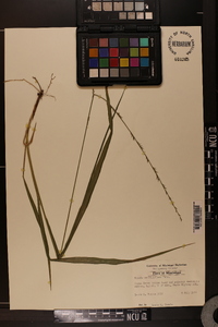 Chasmanthium sessiliflorum image