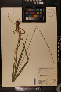 Chasmanthium sessiliflorum image