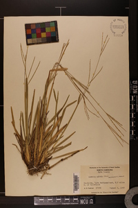 Axonopus fissifolius image