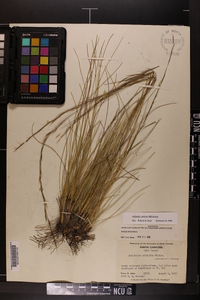 Aristida stricta image