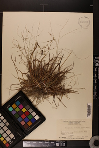 Eragrostis refracta image