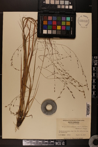 Eragrostis refracta image