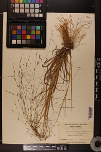 Eragrostis refracta image