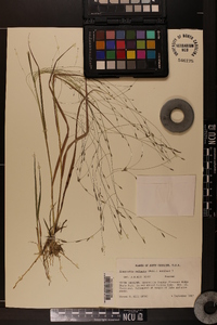 Eragrostis refracta image