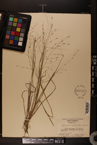 Eragrostis refracta image