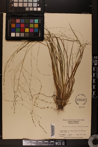 Eragrostis refracta image