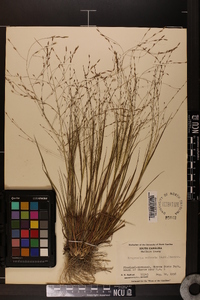 Eragrostis refracta image