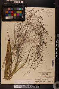 Eragrostis refracta image