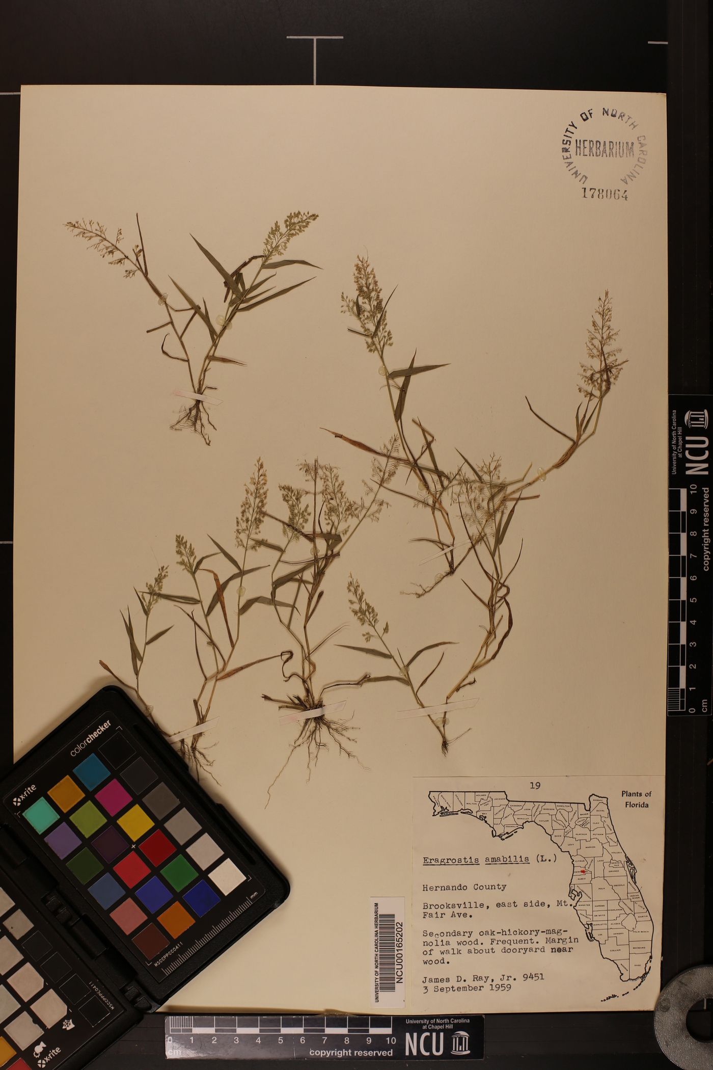 Eragrostis amabilis image