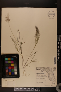 Eragrostis amabilis image