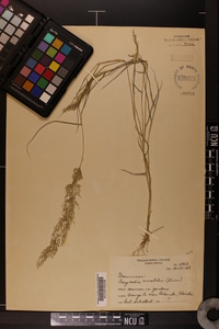 Eragrostis amabilis image
