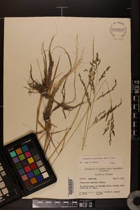 Eragrostis atrovirens image