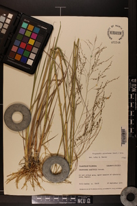 Eragrostis atrovirens image