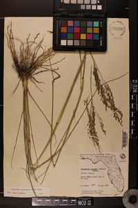 Eragrostis atrovirens image