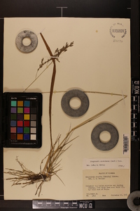 Eragrostis atrovirens image