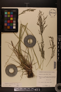 Eragrostis atrovirens image