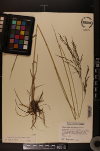 Eragrostis atrovirens image