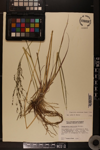 Eragrostis atrovirens image