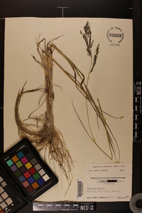 Eragrostis atrovirens image