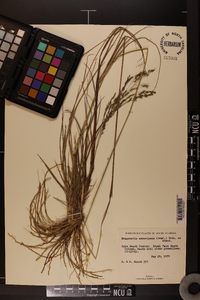 Eragrostis atrovirens image