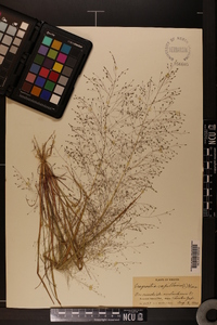 Eragrostis capillaris image