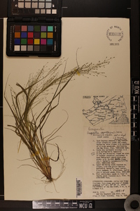 Eragrostis capillaris image