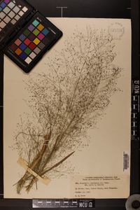 Eragrostis capillaris image