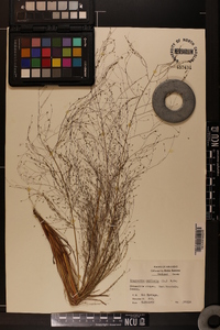 Eragrostis capillaris image