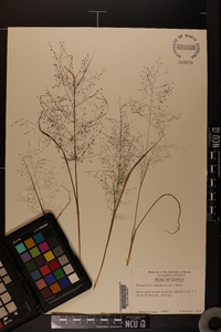 Eragrostis capillaris image