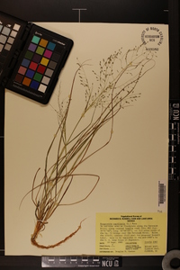 Eragrostis capillaris image