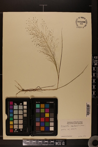 Eragrostis capillaris image