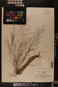 Eragrostis capillaris image