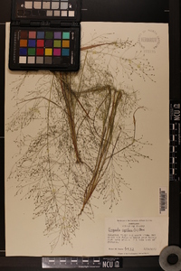 Eragrostis capillaris image