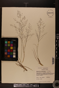 Eragrostis capillaris image