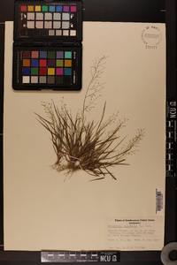 Eragrostis capillaris image