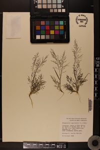 Eragrostis capillaris image