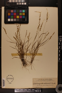 Eragrostis ciliaris image