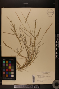 Eragrostis ciliaris image