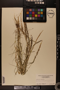 Eragrostis ciliaris image