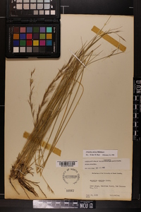 Aristida stricta image