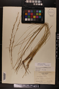 Aristida stricta image