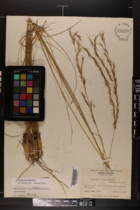 Aristida stricta image