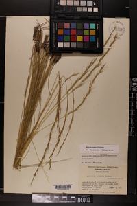 Aristida stricta image