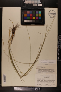 Aristida stricta image