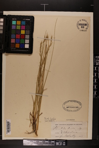 Aristida stricta image