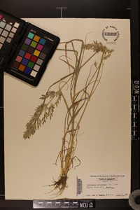 Eragrostis ciliaris image