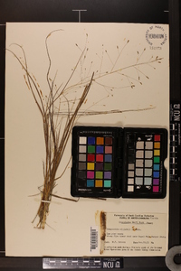 Eragrostis elliottii image